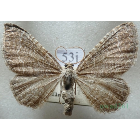Cataclysme riguata (Hübner, 1813) Obmytek falisty Czech53j